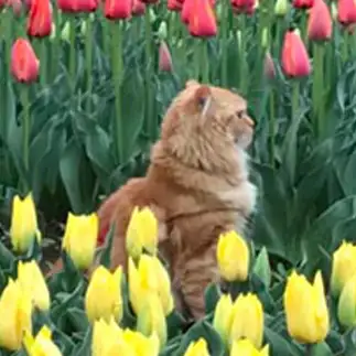 ♪チューリップの歌に新色を入れたすぎるネコ　　いわし☆さん
