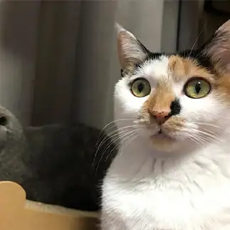 ホラー映画がすぎるネコ　　みかんさん