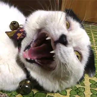 うぎゃーー！オバケ見ちゃったぁ～すぎるネコ　　ぱんだるさん