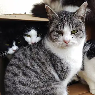 主役の座を狙いすぎるネコ　　おいにゃんさん