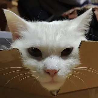 なんとか小顔に見せすぎるネコ　　おいにゃんさん