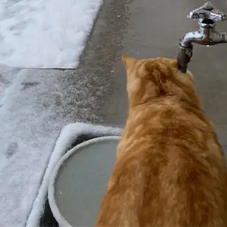 水分補給がワイルドすぎるネコ　　トラのハナさん