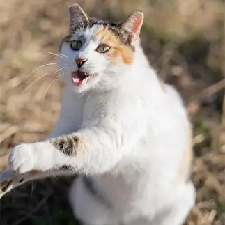 燃える闘魂すぎるネコ　　ぽり犬さん