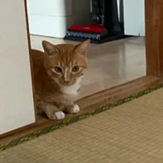 ボク、畳のお部屋には決して入りませんからすぎるネコ　　banmamiさん