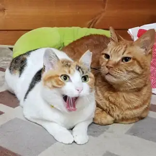 対照的すぎるネコ　　ぜてぱさん
