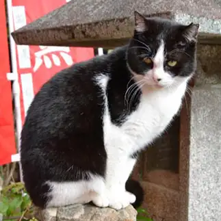 狛犬より狛猫すぎるネコ　　仙城彩漓さん