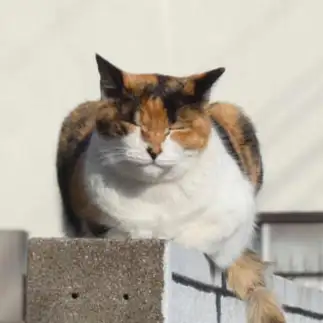 三毛猫モノレール居眠り運転すぎるネコ　　うりねこさん