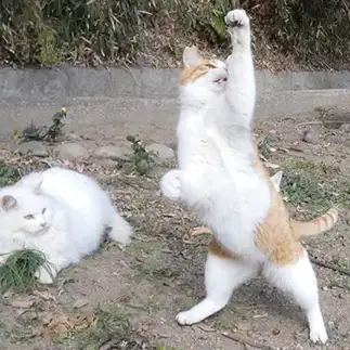 WE WILL ROCK YOU！！すぎるネコ　　うりねこさん