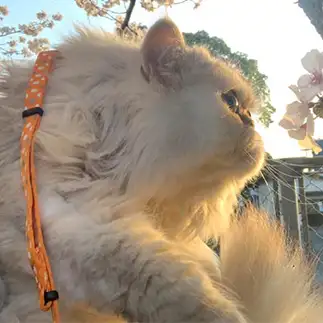 春を楽しみすぎるネコ　　優優さん