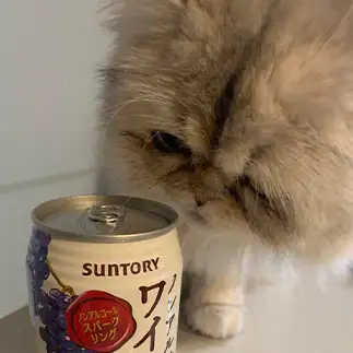 にゃるそっく後はノンアル気分すぎるネコ　　優優さん