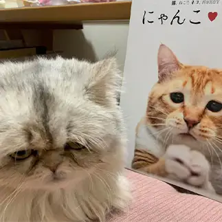 見つめられても困りすぎるネコ　　優優さん