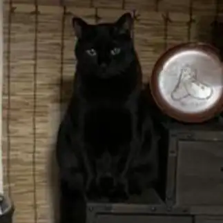 置物すぎるネコ　　ちゃんみーさん