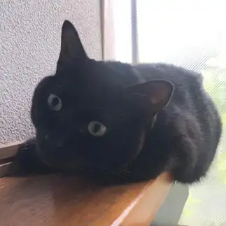 とろけすぎるネコ　　ちゃんみーさん