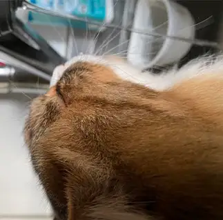 お水がうますぎるネコ　　大豆さん