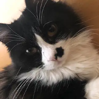 北海道すぎる猫すぎるネコ　　ハチ君さん