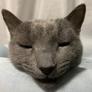 シャクレルプラネットすぎるネコ　　まっぴさん