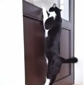 外が気になりすぎるネコ　　こじわさん