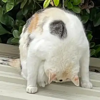 大和田常務すぎるネコ　　にゃんべぇさん