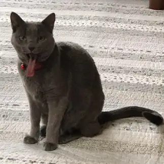妖怪レベルの舌を出しすぎるネコ　　まっぴさん