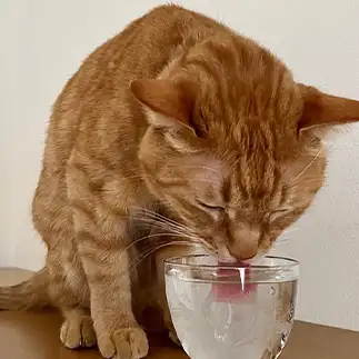 白湯が好きすぎるネコ　　はるこさん