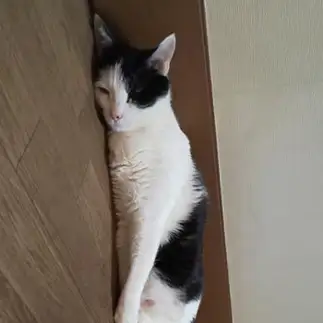 まったりすぎるネコ　　シラコさん