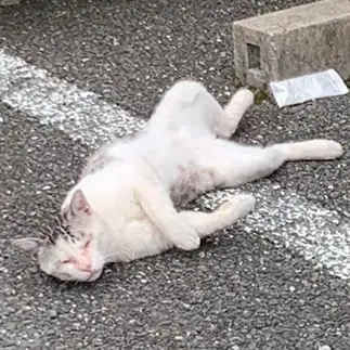 二日酔いのおやっさんすぎるネコ　　まきなこさん