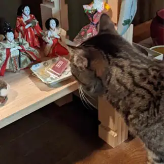 何するつもり？すぎるネコ　　じゃむぱん泉さん