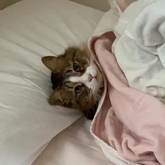 飼い主の寝床を当たり前に使いすぎるネコ　　大豆さん