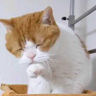 とほほすぎるネコ　　tachiさん