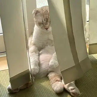 眠りの小五郎すぎるネコ　　えいこ8さん