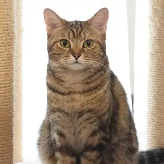 証明写真の写りが良すぎるネコ　　1号2号さん