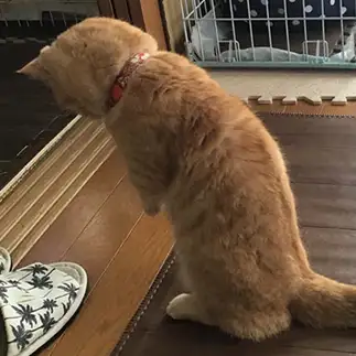 反省しすぎるネコ　　みぃちゃんママさん