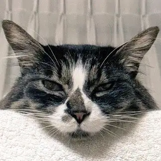 寝てるのに目が開きすぎるネコ　　ひまわり屋ひまさん