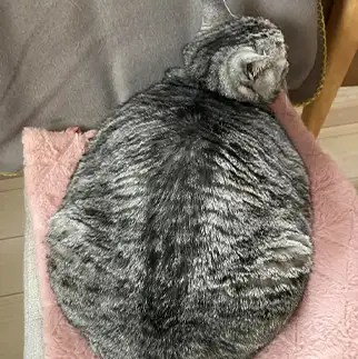 後ろ姿が圧巻すぎるネコ　　麗だにゃ。さん