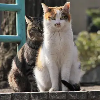ストーカーすぎるネコ　　れみぞーさん