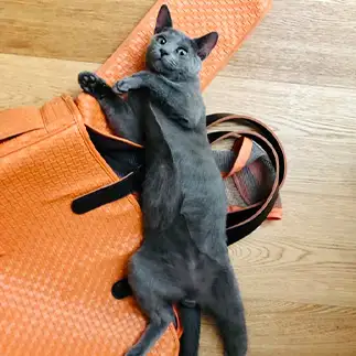 実はキャリーバッグが好きすぎるネコ　　カジハラさん