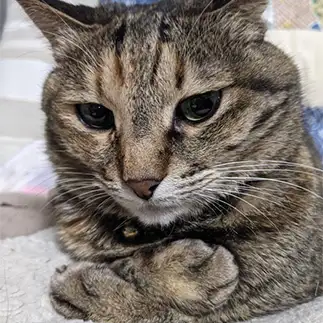 何か大事なものをたくさん抱えすぎるネコ　　ひまわり屋ひまさん