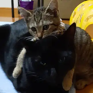 ラブラブすぎるネコ　　くろ君とそらちゃんさん