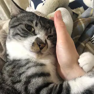 しがみつきすぎるネコ　　キタアカペさん