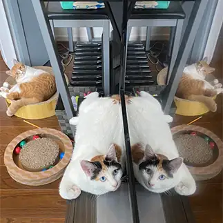 どちらが本物かわからなすぎるネコ　　オータムんさん