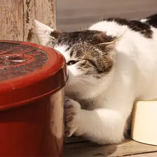 何が何でも開けてやる執念が強すぎるネコ　　おいにゃんさん