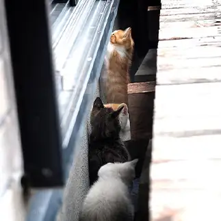 ラッシュすぎるネコ　　黒猫カレンさん