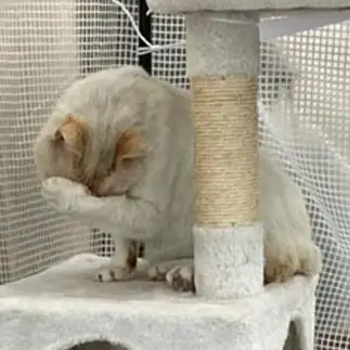 見にゃいですぎるネコ　　sプラザさん