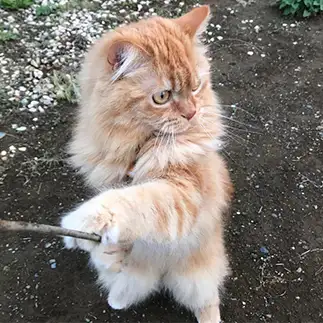 向こうのアタリが気になりすぎるネコ　　いわし☆さん