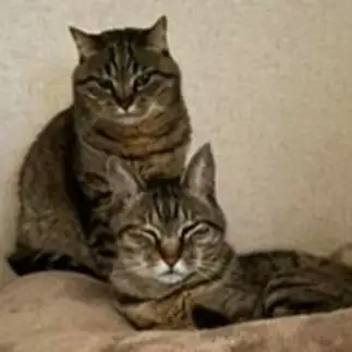 家族の肖像画すぎるネコ　　カナトフグの妖精さん
