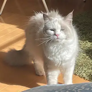 寝起きがわかりやすすぎるネコ　　ここちさん