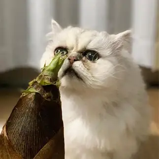 ここで一句、思案中すぎるネコ　　こねこねこさん