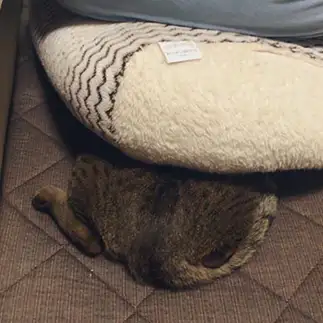 頭隠して尻隠さなすぎるネコ　　ちーはらさん