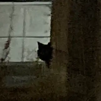 まさに黒猫すぎるネコ　　からくりぴーちさん