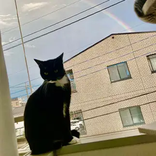 インスタ映えしたすぎるネコ　　banmamiさん